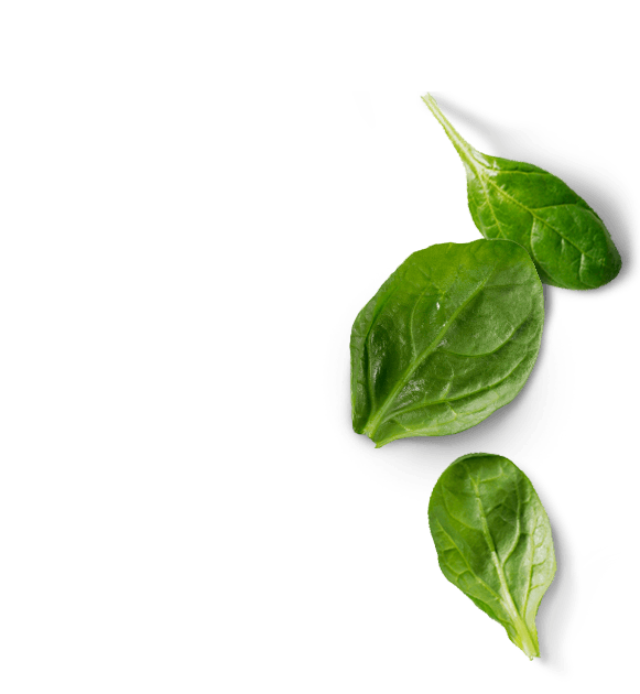 Spina